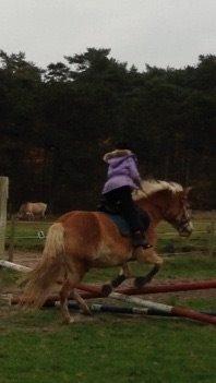 Tyroler Haflinger Bamse billede 18