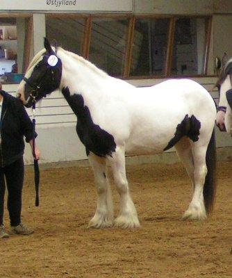 Tinker Alberthe TF 117 - Til Kåring 2006 billede 1