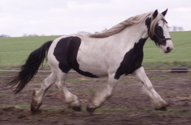 Tinker Alberthe TF 117 - Alberthe som 3½ års viser sit fine trav billede 2