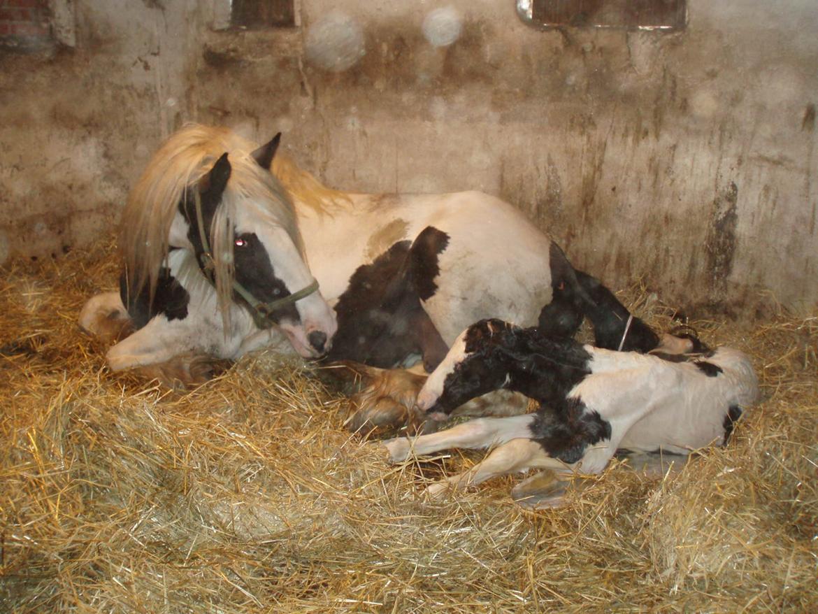 Tinker Alberthe TF 117 billede 7