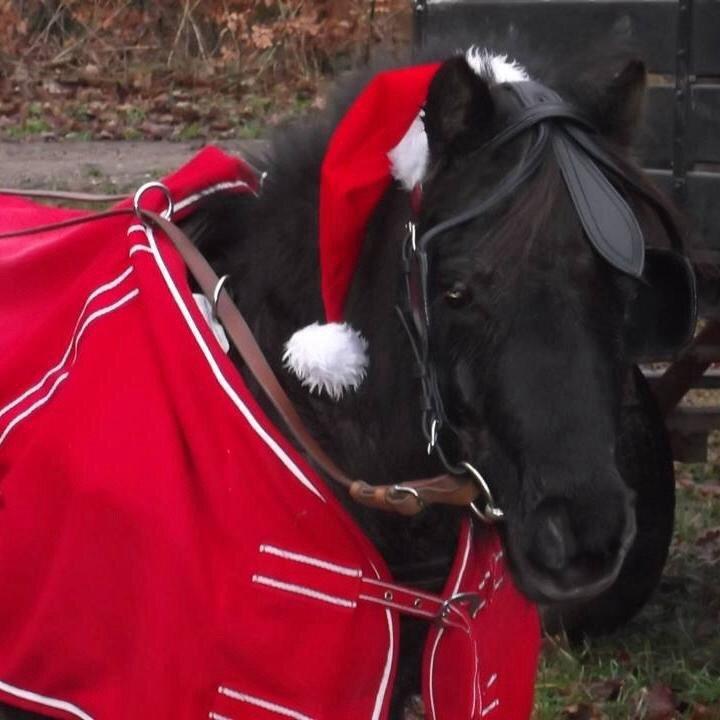 Anden særlig race Farmens Lucy *Tidliger hest* billede 1