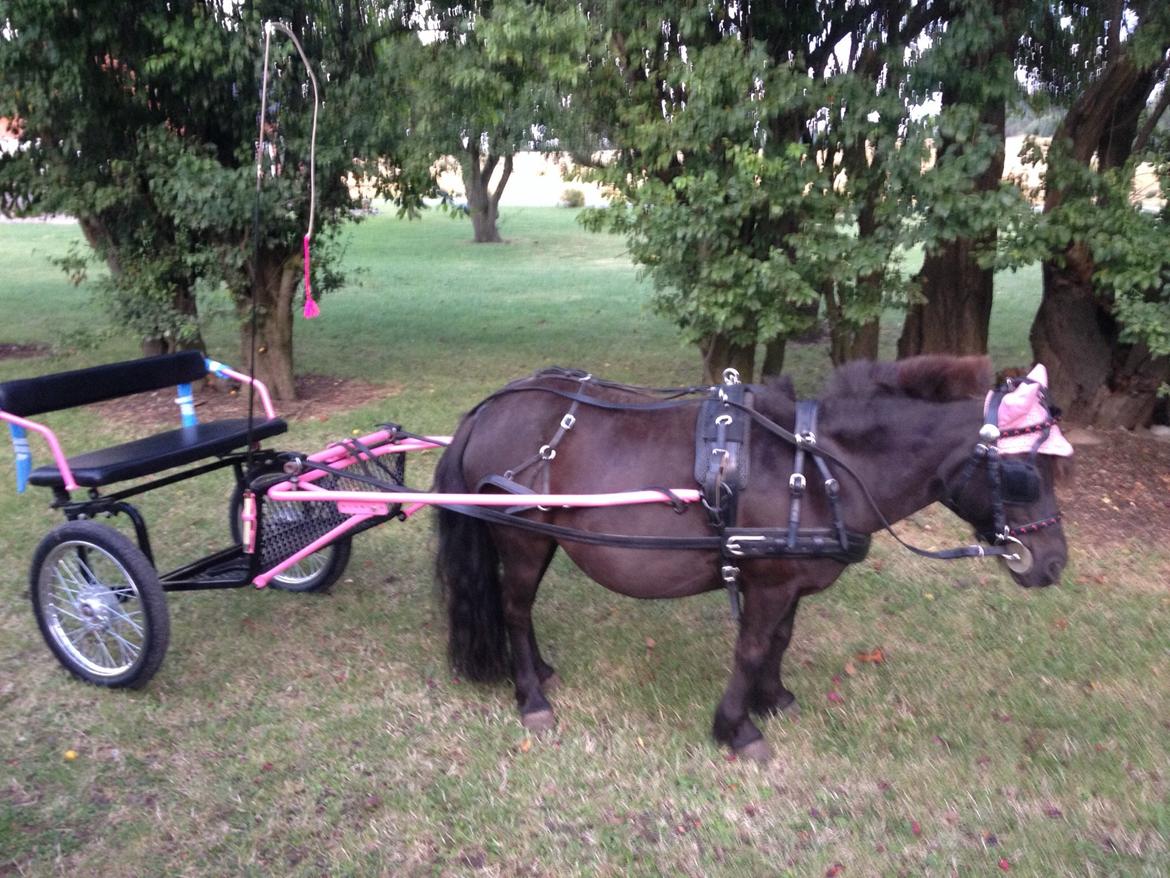 Anden særlig race Farmens Lucy *Tidliger hest* billede 2