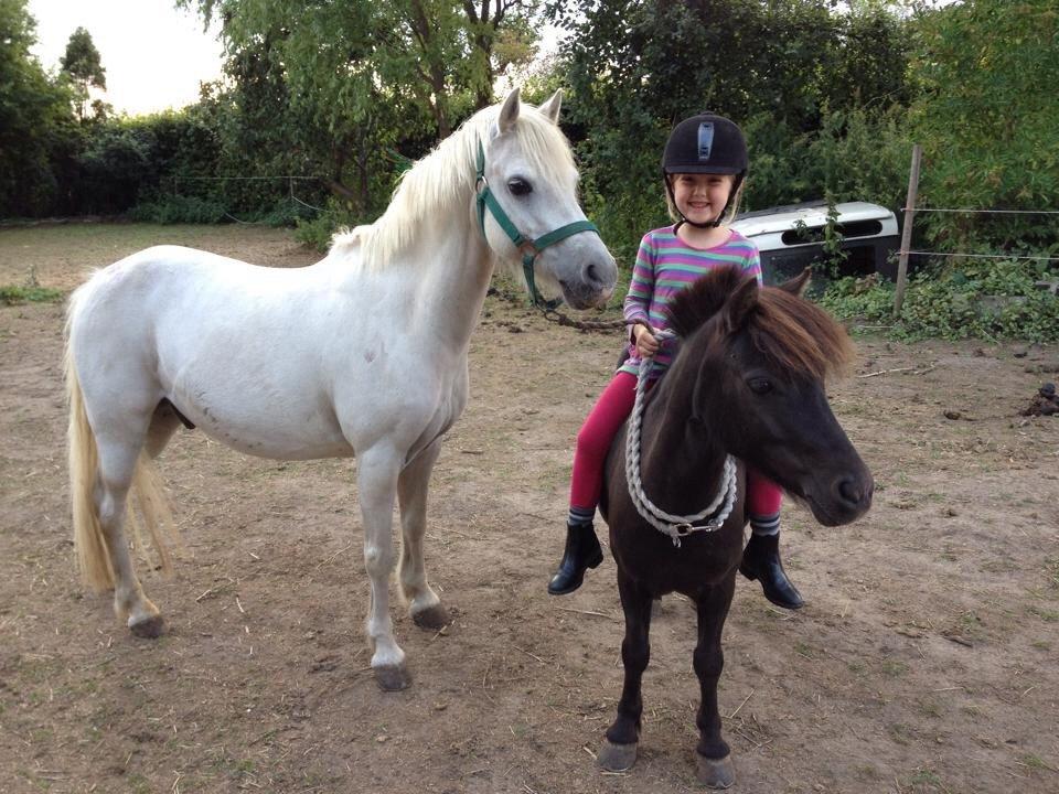 Anden særlig race Farmens Lucy *Tidliger hest* billede 7