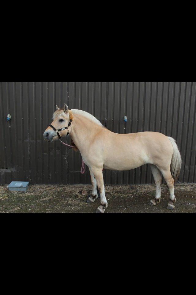 Fjordhest cirkeline (linen) billede 11