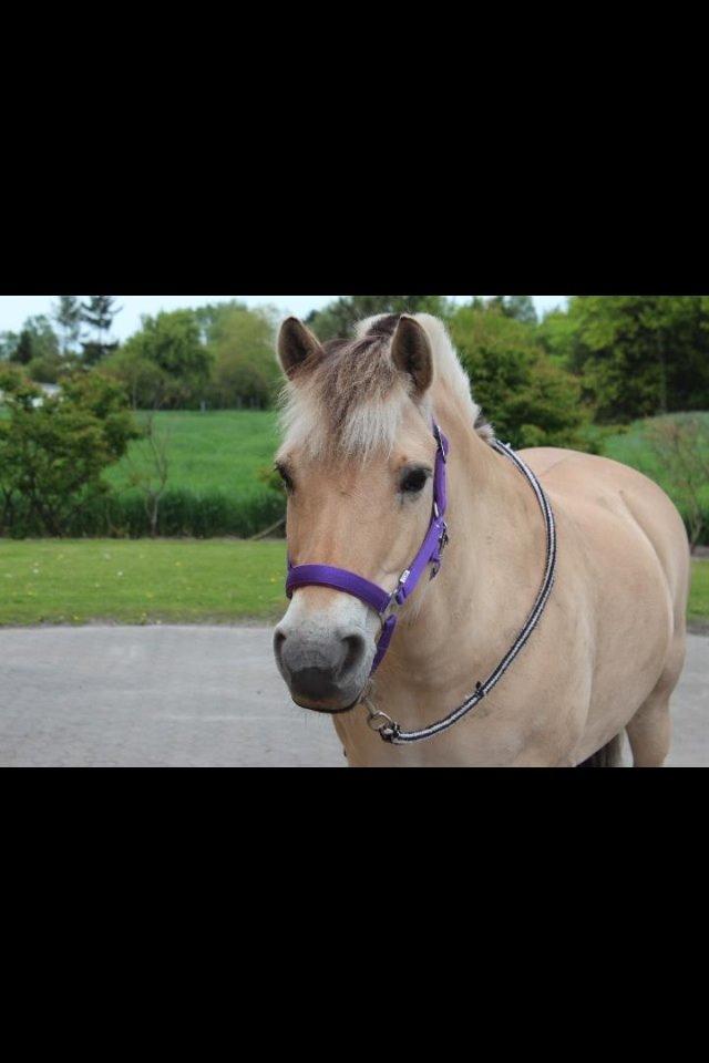 Fjordhest cirkeline (linen) billede 17