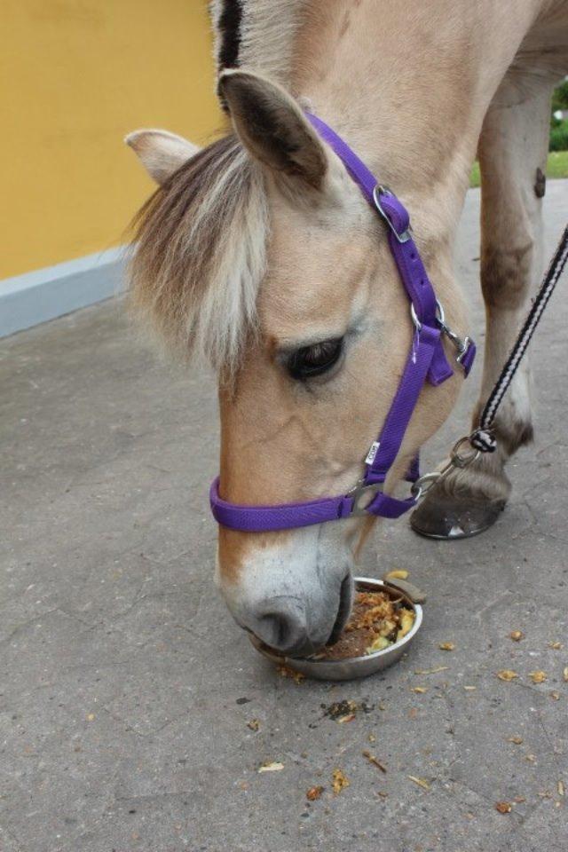 Fjordhest cirkeline (linen) billede 15