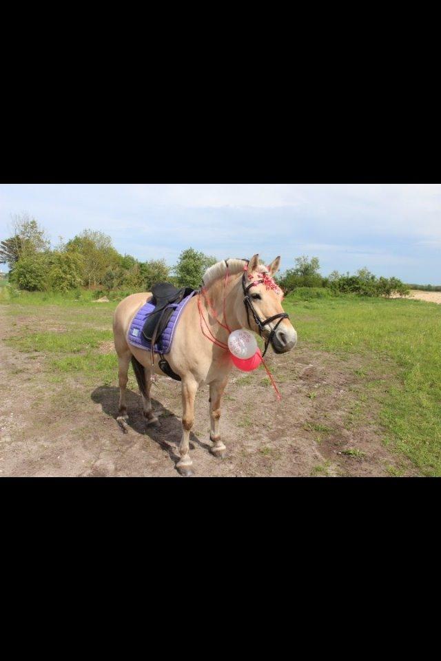 Fjordhest cirkeline (linen) billede 16