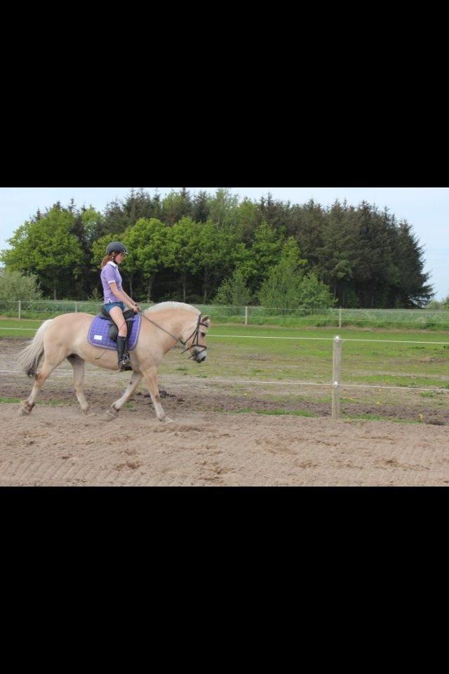 Fjordhest cirkeline (linen) billede 18