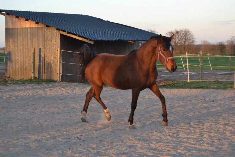 DSP Kulis Akena billede 5