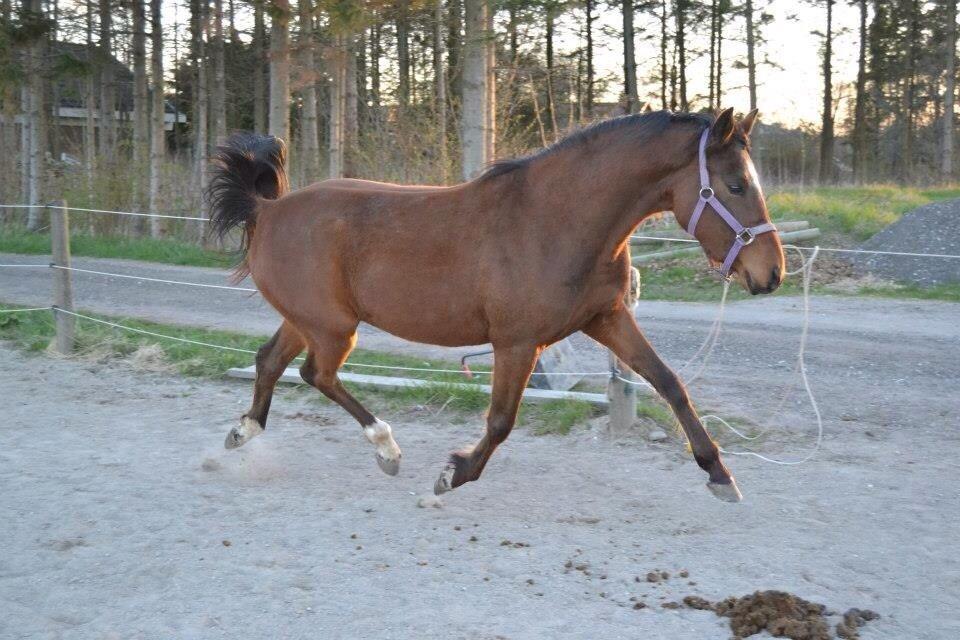 DSP Kulis Akena billede 4