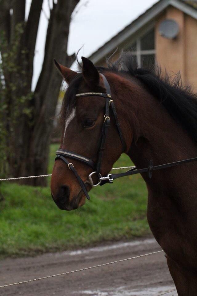 DSP Kulis Akena billede 10