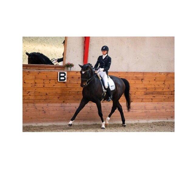 Dansk Varmblod atterupgaards Wellington billede 1