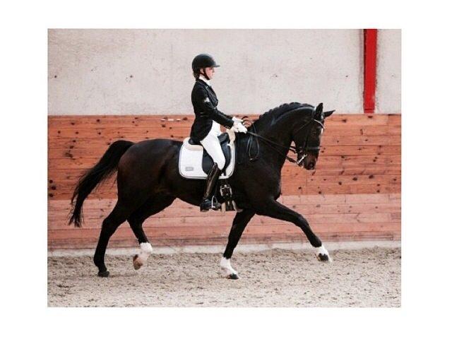 Dansk Varmblod atterupgaards Wellington billede 2