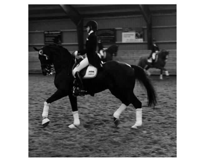 Dansk Varmblod atterupgaards Wellington billede 3