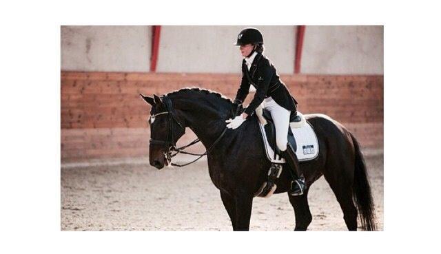 Dansk Varmblod atterupgaards Wellington billede 4