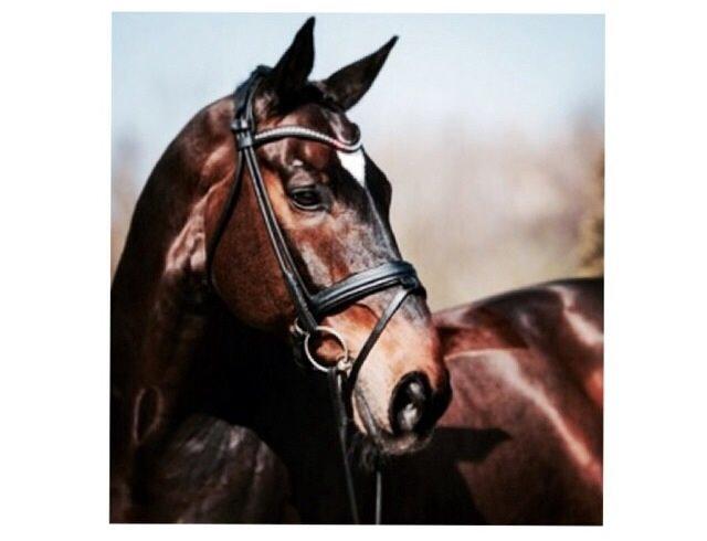 Dansk Varmblod atterupgaards Wellington billede 5