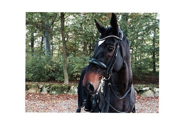 Dansk Varmblod atterupgaards Wellington billede 6