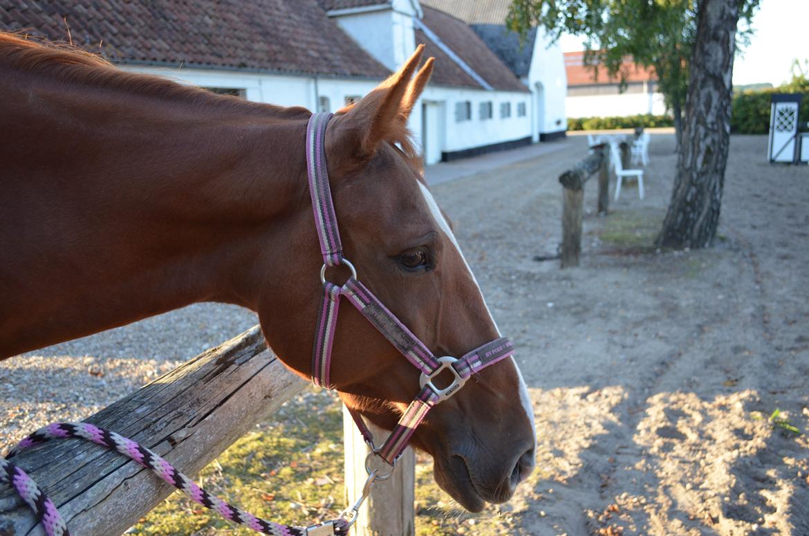 Anden særlig race Bessie billede 1