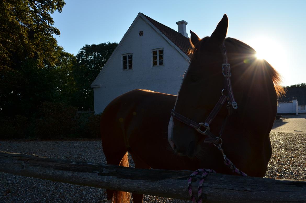 Anden særlig race Bessie billede 13