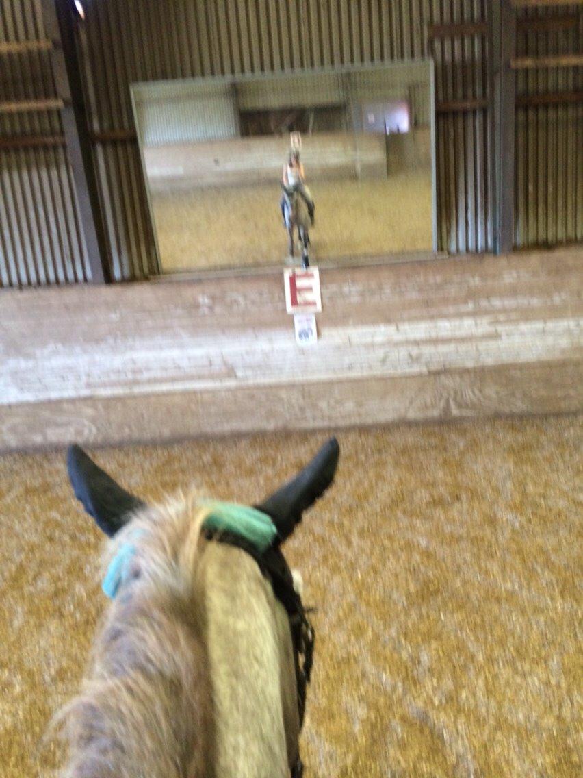 Appaloosa Caiso [tidligere låne hest] billede 3