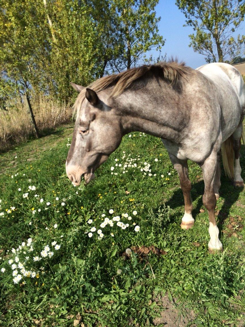 Appaloosa Caiso [tidligere låne hest] billede 1
