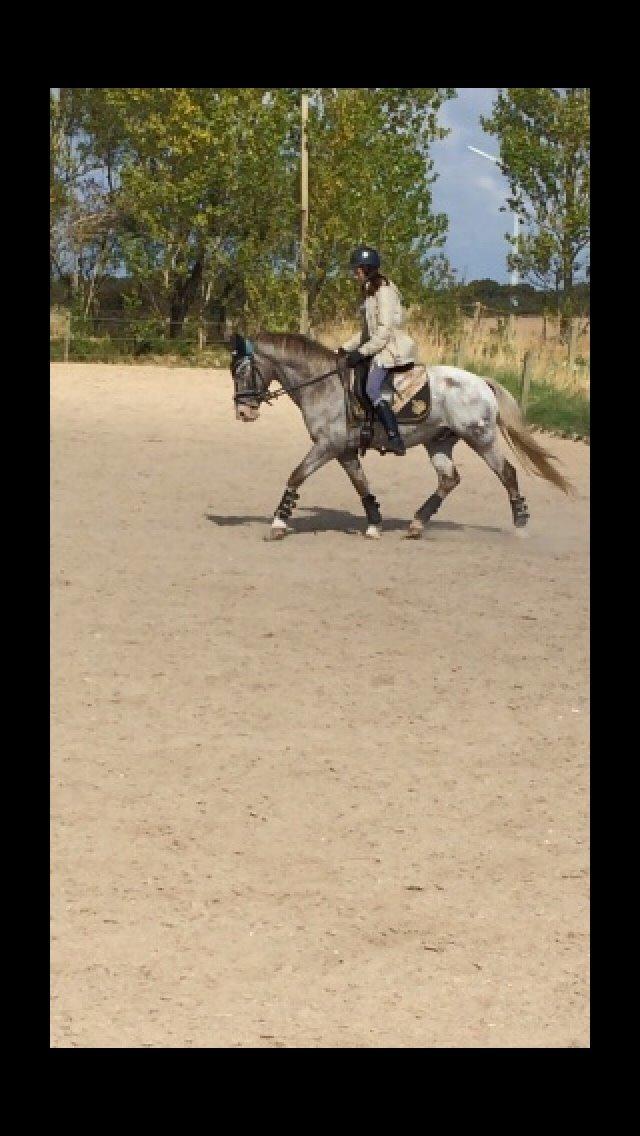 Appaloosa Caiso [tidligere låne hest] billede 5