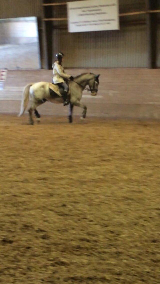 Appaloosa Caiso [tidligere låne hest] billede 7