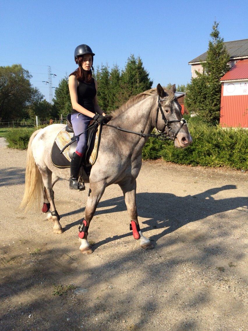 Appaloosa Caiso [tidligere låne hest] billede 9