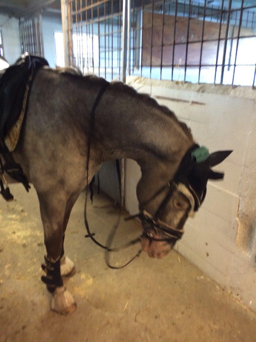 Appaloosa Caiso [tidligere låne hest] billede 11