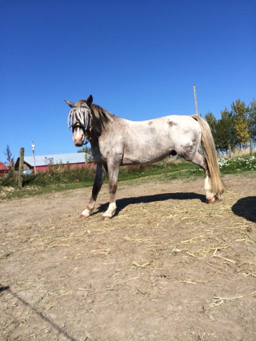 Appaloosa Caiso [tidligere låne hest] billede 13