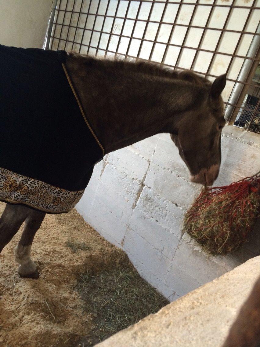 Appaloosa Caiso [tidligere låne hest] billede 15