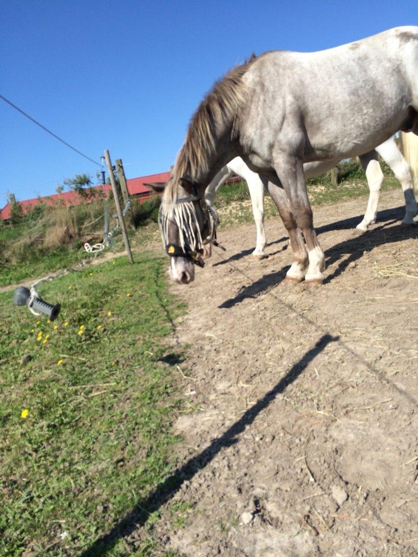 Appaloosa Caiso [tidligere låne hest] billede 16