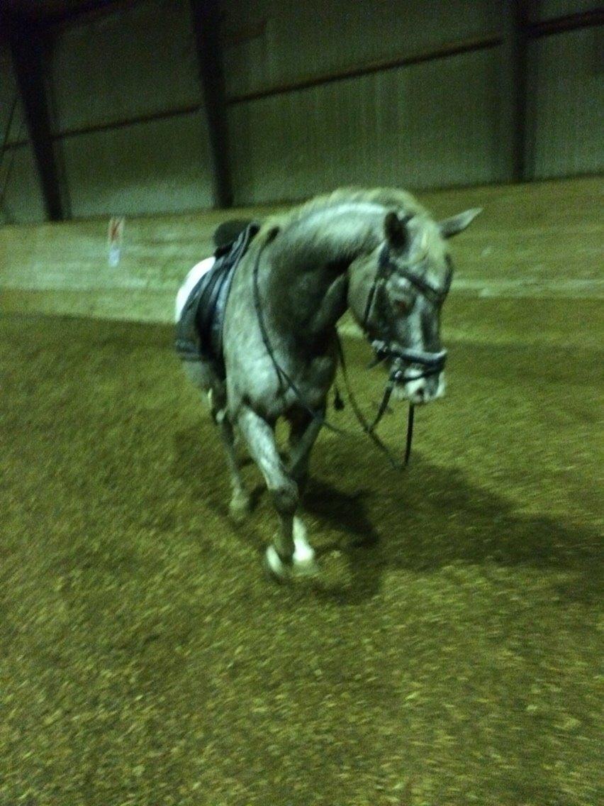 Appaloosa Caiso [tidligere låne hest] billede 17