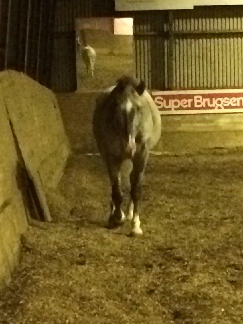 Appaloosa Caiso [tidligere låne hest] billede 20