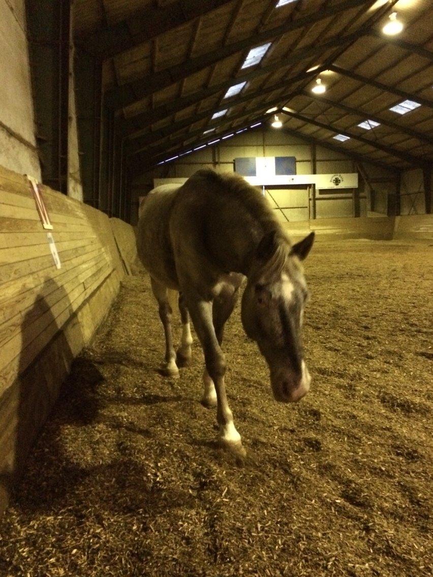 Appaloosa Caiso [tidligere låne hest] billede 21