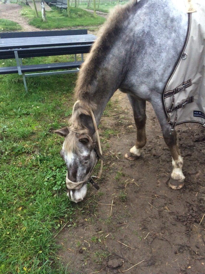 Appaloosa Caiso [tidligere låne hest] billede 23