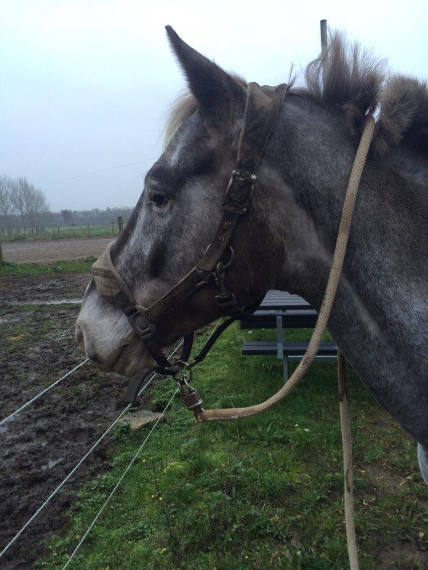 Appaloosa Caiso [tidligere låne hest] billede 24