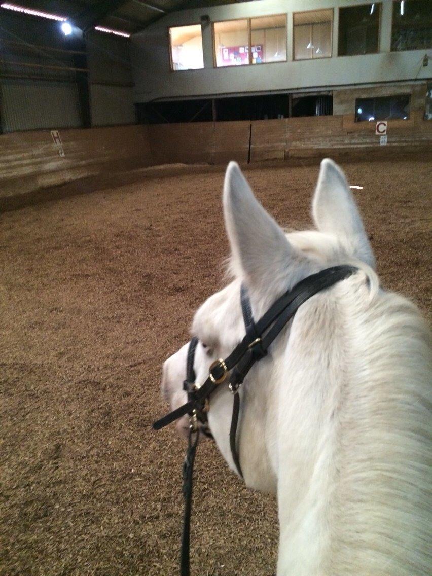 Knabstrupper Bøgelyens Dusty [tidligere hest] billede 7