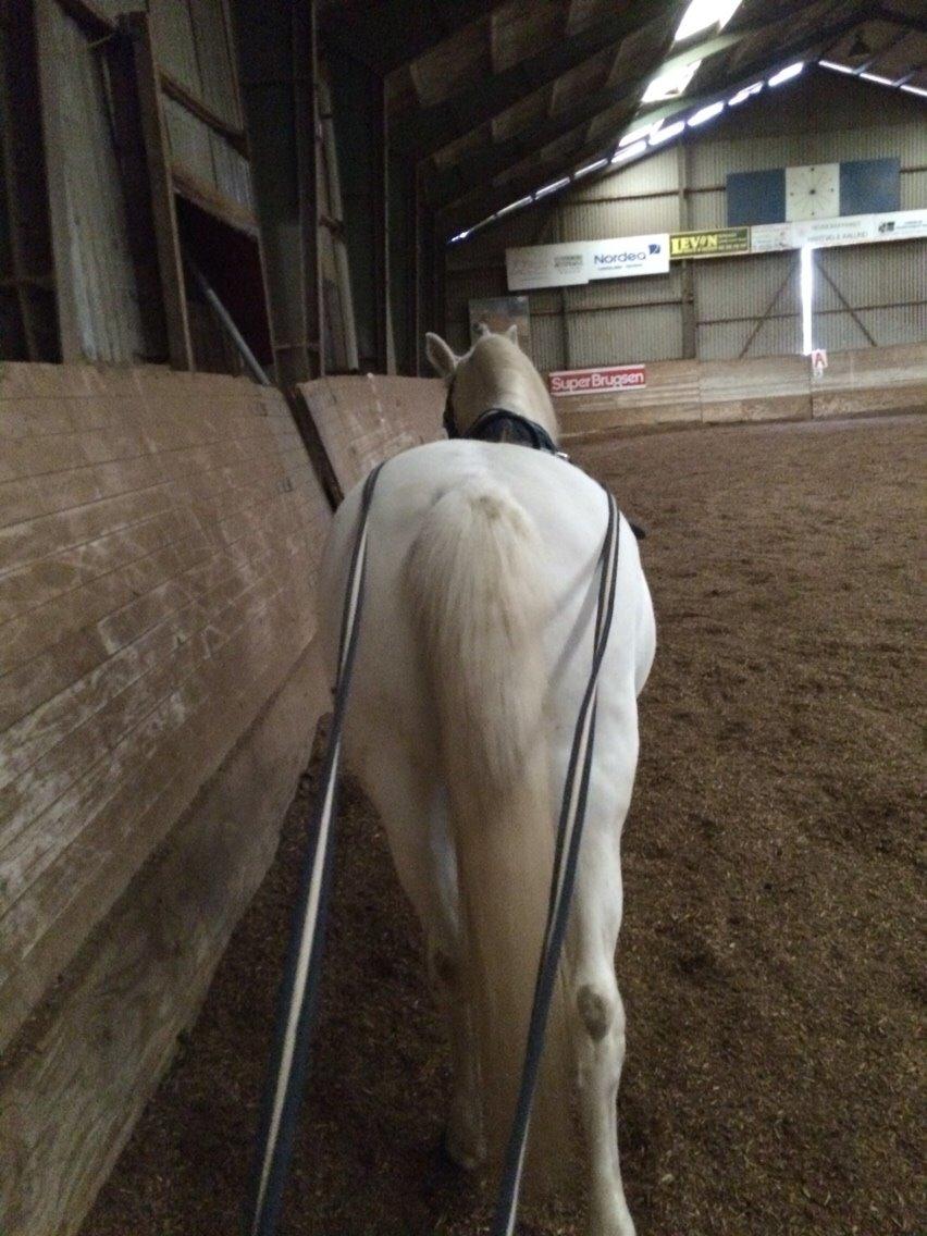 Knabstrupper Bøgelyens Dusty [tidligere hest] billede 12