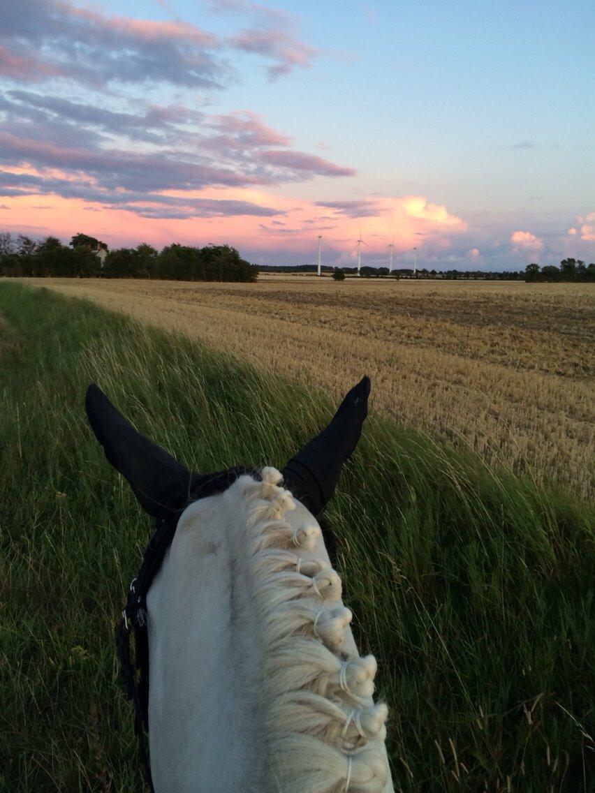 Knabstrupper Bøgelyens Dusty [tidligere hest] billede 13