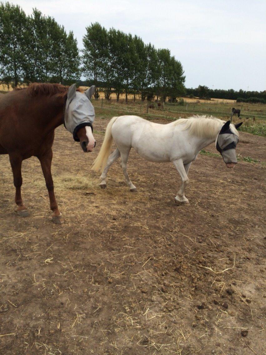 Knabstrupper Bøgelyens Dusty [tidligere hest] billede 14