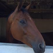 Dansk Varmblod Tingvejgaards Latino