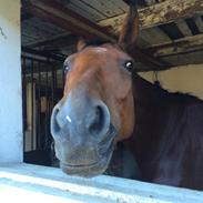 Dansk Varmblod Tingvejgaards Latino