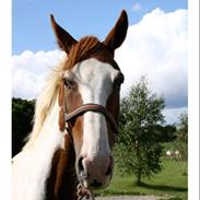 Anden særlig race Che Mondo Bello