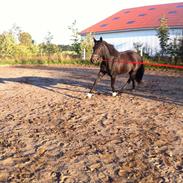 Traver Deep cee pocket' RIP'