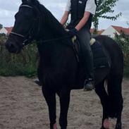 Traver Deep cee pocket' RIP'