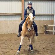 Haflinger Amazing Grace