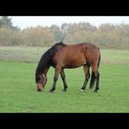 Anden særlig race Babou