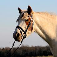 Anden særlig race Indian Beauty