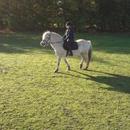 Fjordhest Mosebos Tornerose